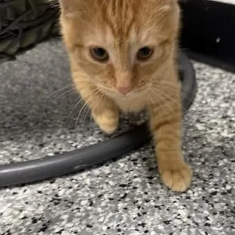 A baby medium-sized female Domestic Short Hair cat named Penny for adoption in Bryan, OH