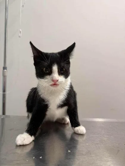 A baby small-sized female Black & White / Tuxedo Domestic Short Hair cat named Tessa for adoption in Annapolis, MD