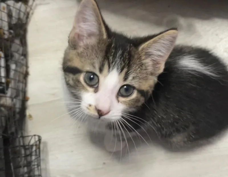 A baby small-sized male Domestic Short Hair cat named Lincoln for adoption in Newaygo, MI