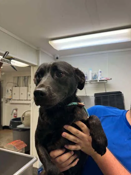 A young medium-sized male Labrador Retriever dog named Buzz for adoption in Bowling Green, KY