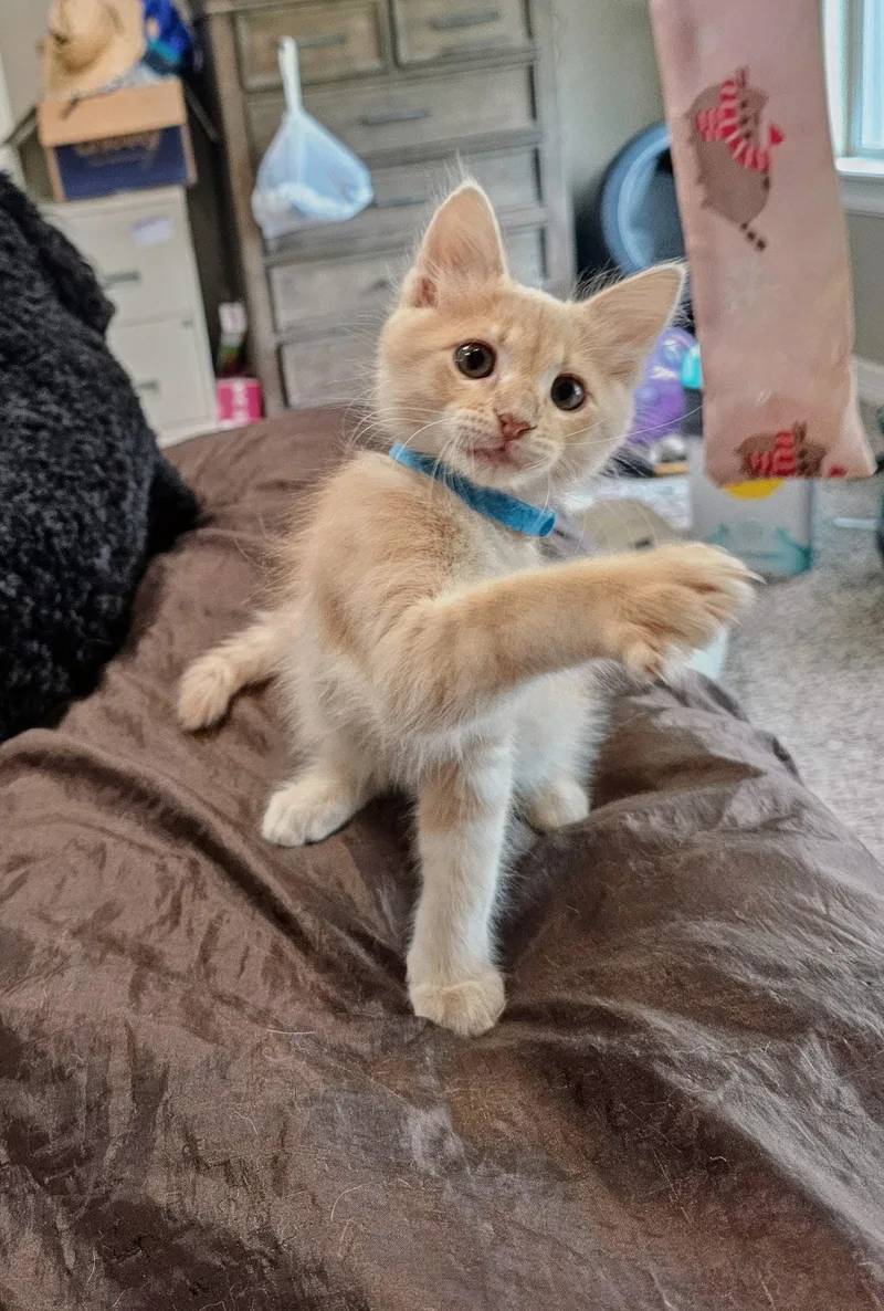 A baby medium-sized male Tabby (Orange / Red) Domestic Medium Hair cat named Peach for adoption in Liverpool, TX