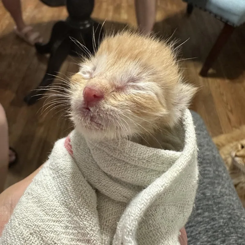 A baby small-sized male Orange / Red Domestic Short Hair cat named Stuart Little for adoption in Columbia, MO