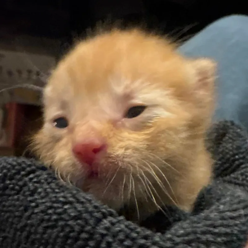 Stuart Little thumbnail 2