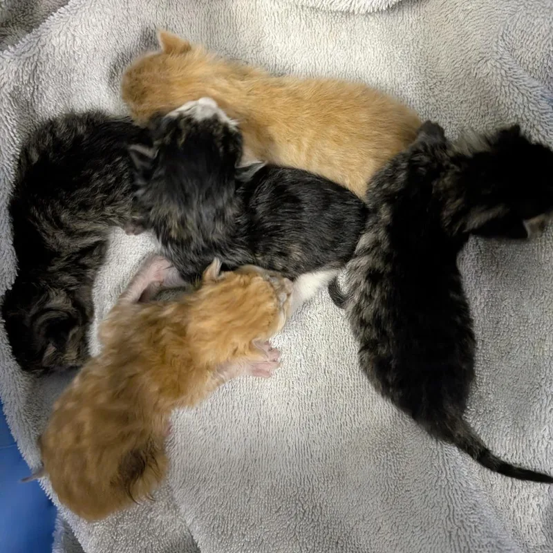 Stuart Little thumbnail 5