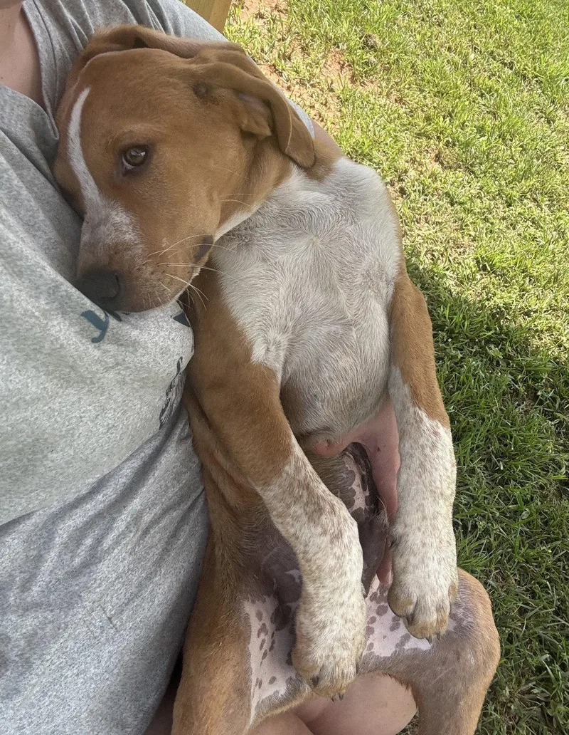 A baby large-sized male Hound dog named Cedar Scas for adoption in Rockaway, NJ