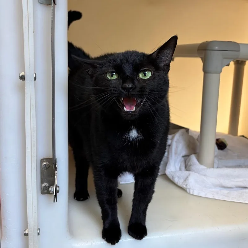 An adult large-sized female Black Domestic Short Hair cat named Mischief for adoption in Harrisonburg, VA