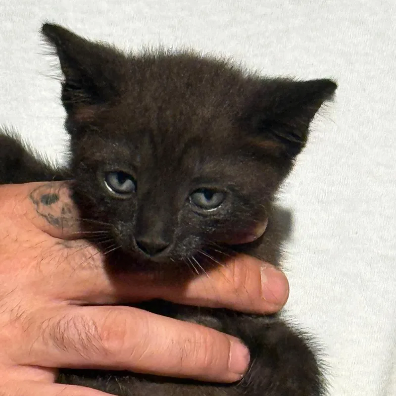 A baby small-sized female Black Domestic Short Hair cat named Ohm for adoption in West Palm Beach, FL
