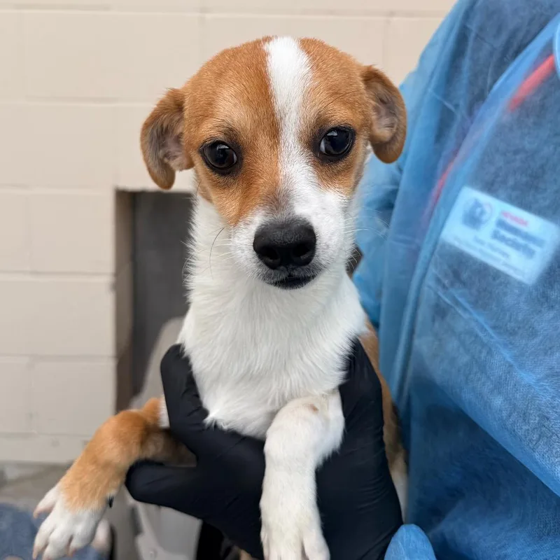 A young small-sized male Chihuahua dog named Spring for adoption in Reno, NV