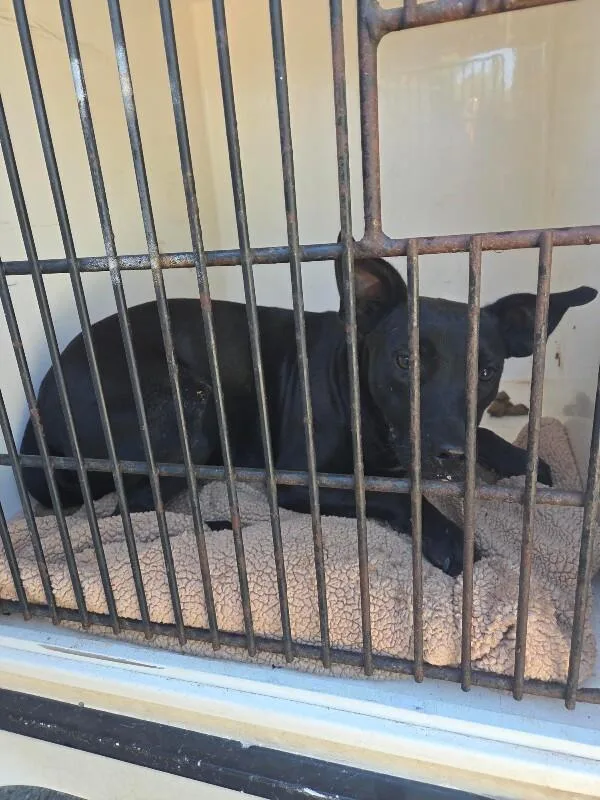 An adult medium-sized female Black Mixed Breed dog named Jet for adoption in Mobile, AL