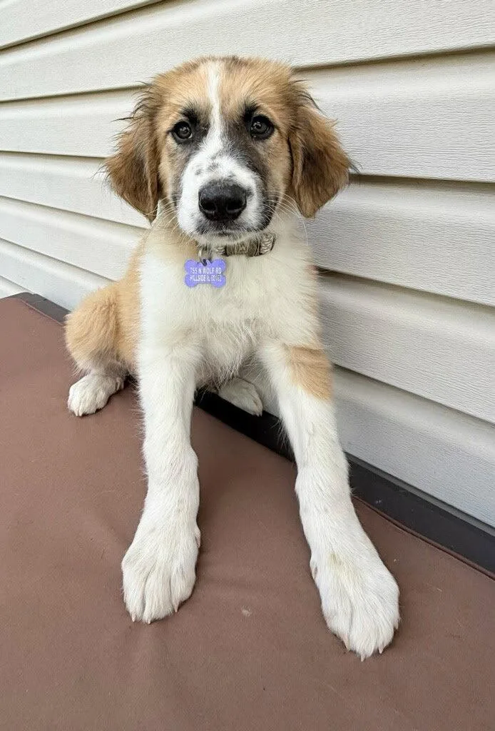 A baby medium-sized male Australian Shepherd dog named Joshie for adoption in Hillside, IL