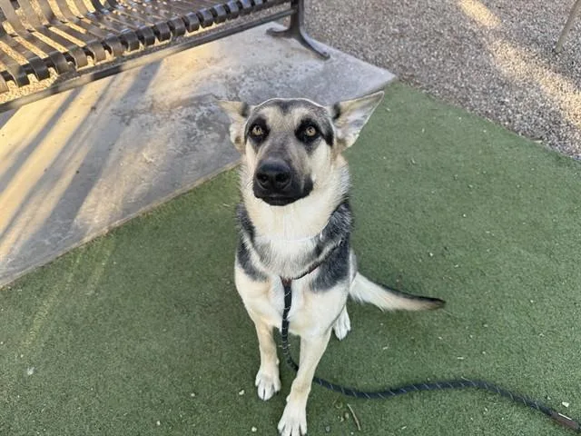 A young large-sized female German Shepherd Dog dog named Roxy for adoption in Phoenix, AZ