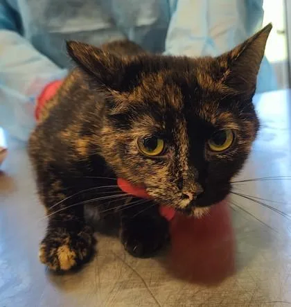 An adult medium-sized female Domestic Short Hair cat named Orchid for adoption in Lafayette, IN