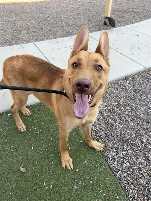 A young large-sized female German Shepherd Dog dog named Orla for adoption in Phoenix, AZ