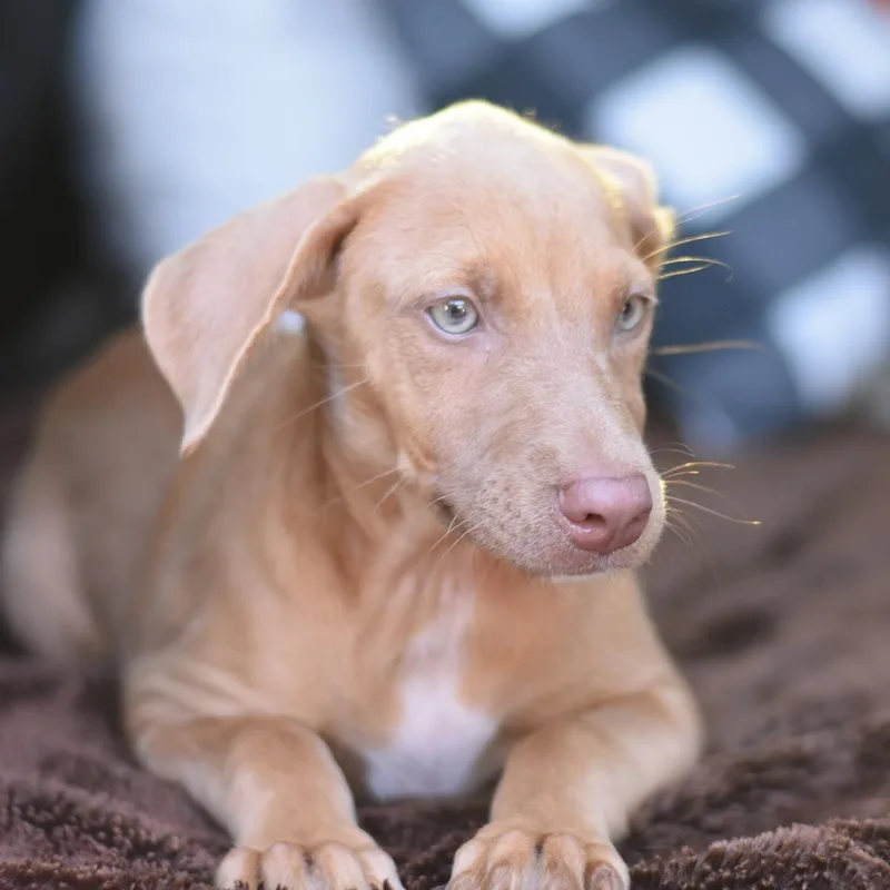A baby medium-sized female Golden Mixed Breed dog named Frannie for adoption in Cleveland, TX