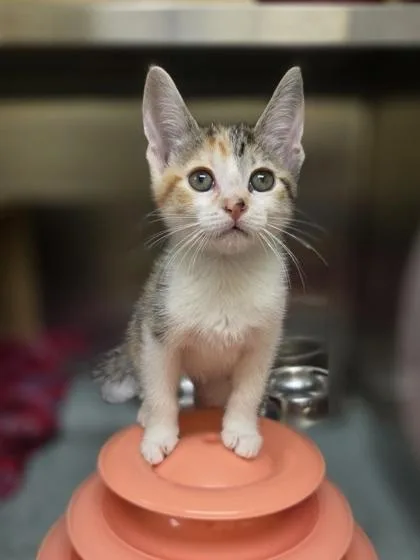 A baby small-sized female Domestic Short Hair cat named Aeropostale for adoption in Westland, MI