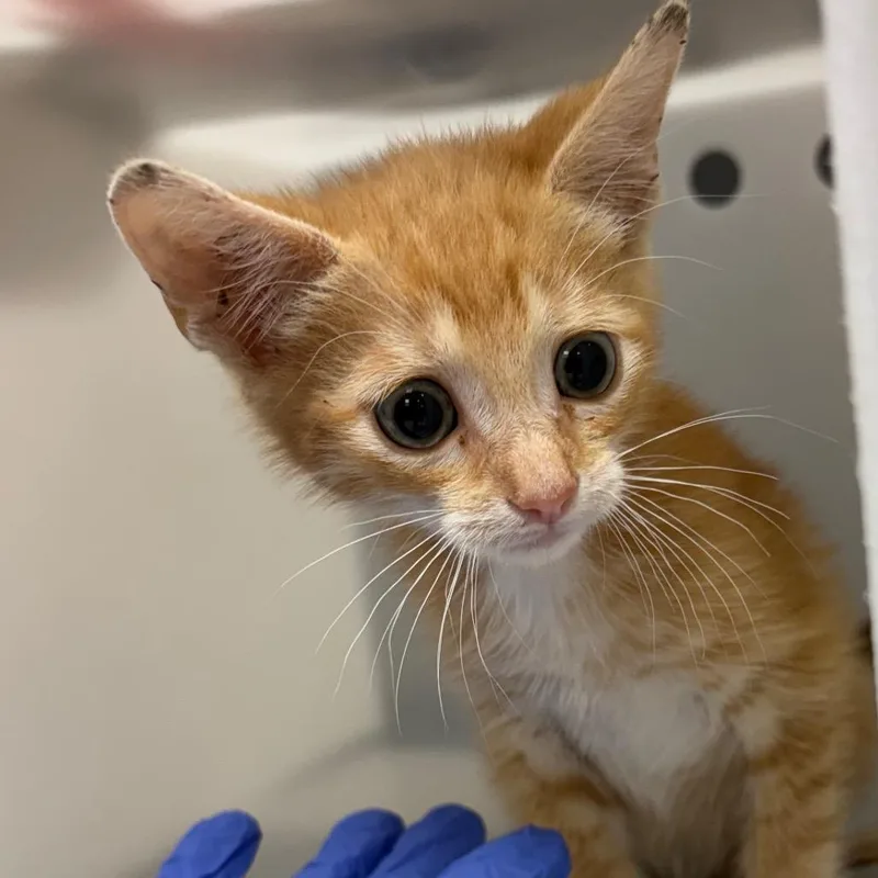 A baby small-sized male Orange / Red Domestic Short Hair cat named StrayDecaturCourt for adoption in Columbus, GA