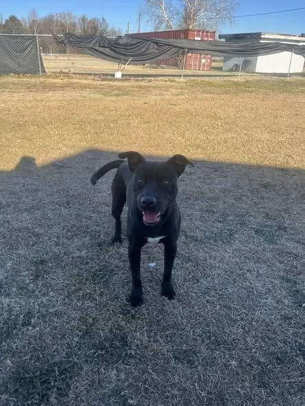 An adult medium-sized male Black Mixed Breed dog named Clyde for adoption in Mullins, SC