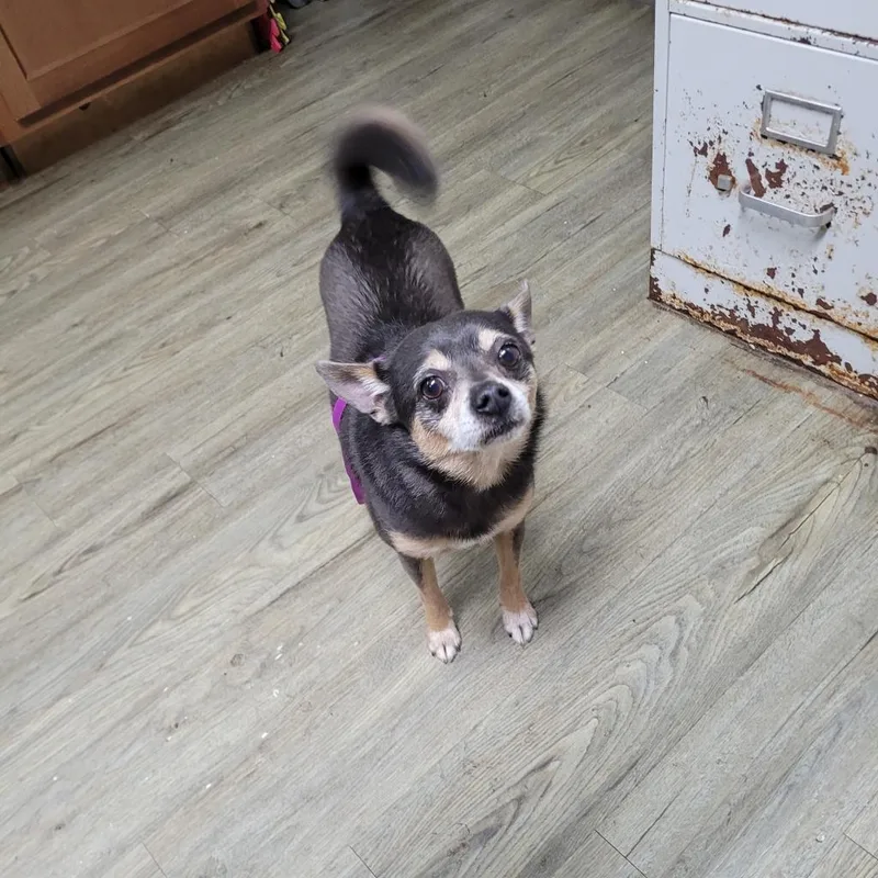 A senior medium-sized male Gray / Blue / Silver Chihuahua dog named Liberty for adoption in Summerville, SC