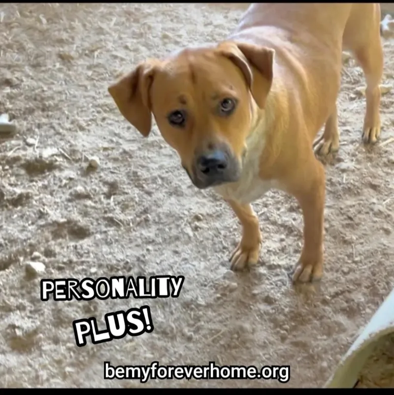 A young large-sized male Mastiff dog named Turner for adoption in Plano, TX