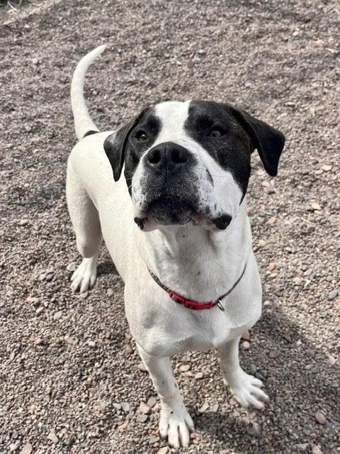 A young large-sized male Pit Bull Terrier dog named Moose for adoption in Webster, WI