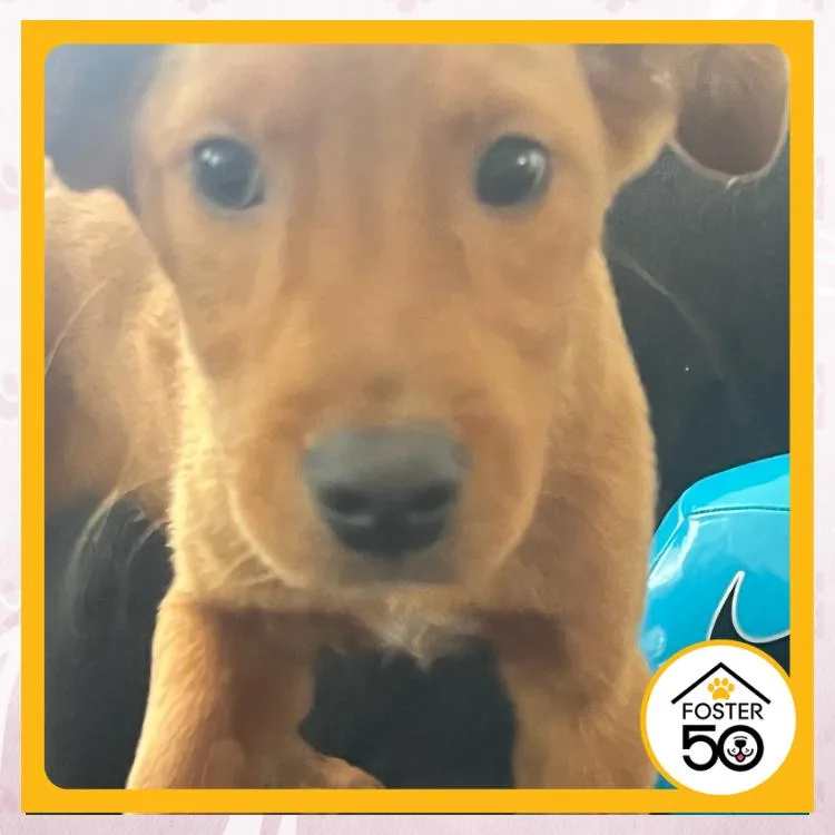 A baby small-sized female Yellow / Tan / Blond / Fawn Mixed Breed dog named Phallon TullisJoyce for adoption in Toms River, NJ