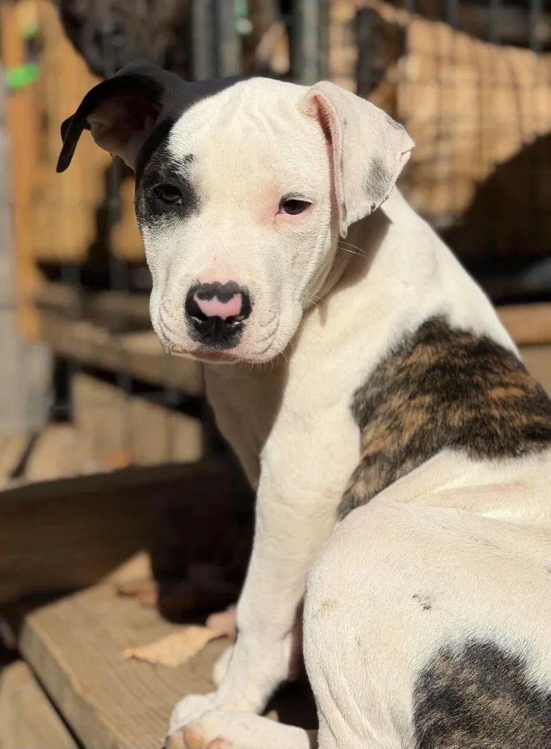 A baby medium-sized male Black Mixed Breed dog named Gio for adoption in BONIFAY, FL