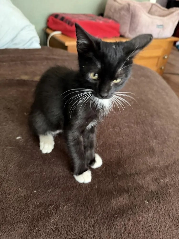 A baby small-sized male Domestic Short Hair cat named Cowboy for adoption in Little Rock, AR