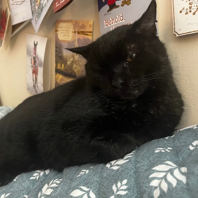 Romeo Aka Sassafras thumbnail 2