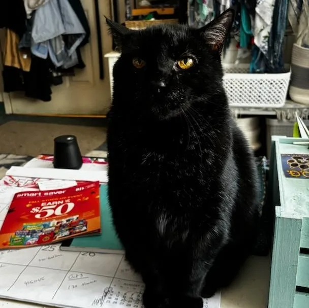 Romeo Aka Sassafras thumbnail 3