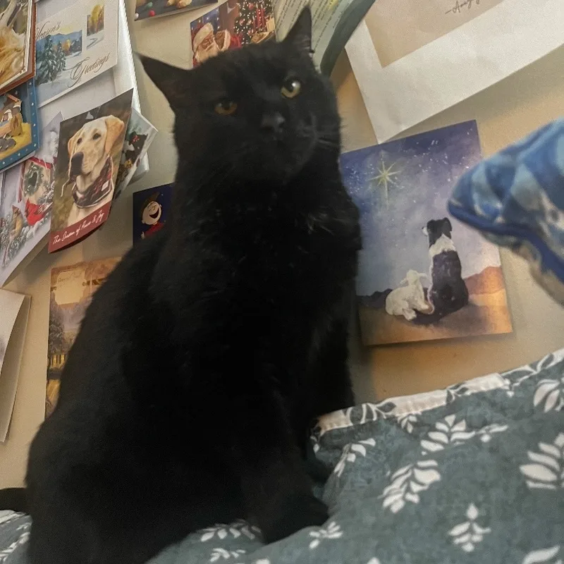 Romeo Aka Sassafras thumbnail 4