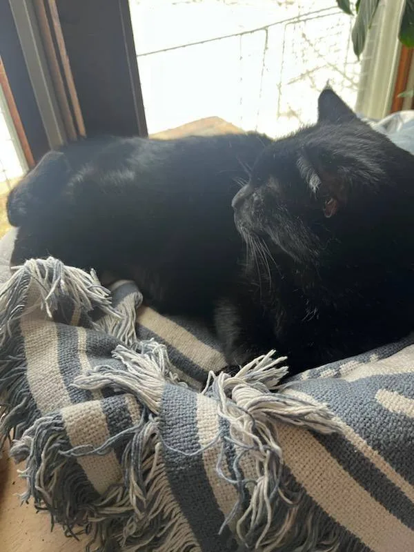 Romeo Aka Sassafras thumbnail 5