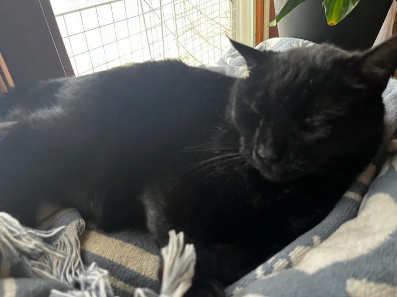 Romeo Aka Sassafras thumbnail 6