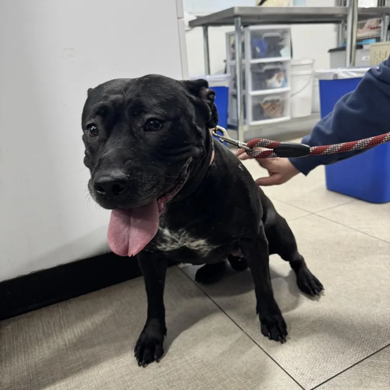 An adult large-sized female Black Pit Bull Terrier dog named Bella for adoption in Weimar, CA