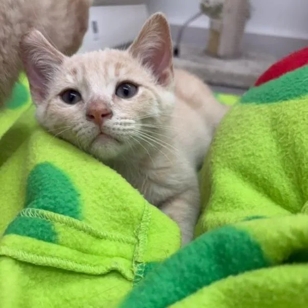 A baby small-sized female Domestic Short Hair cat named Lucy for adoption in Portage, MI