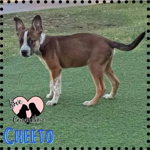 A baby medium-sized male Brown / Chocolate Shepherd dog named Cheeto for adoption in Gilbert, AZ