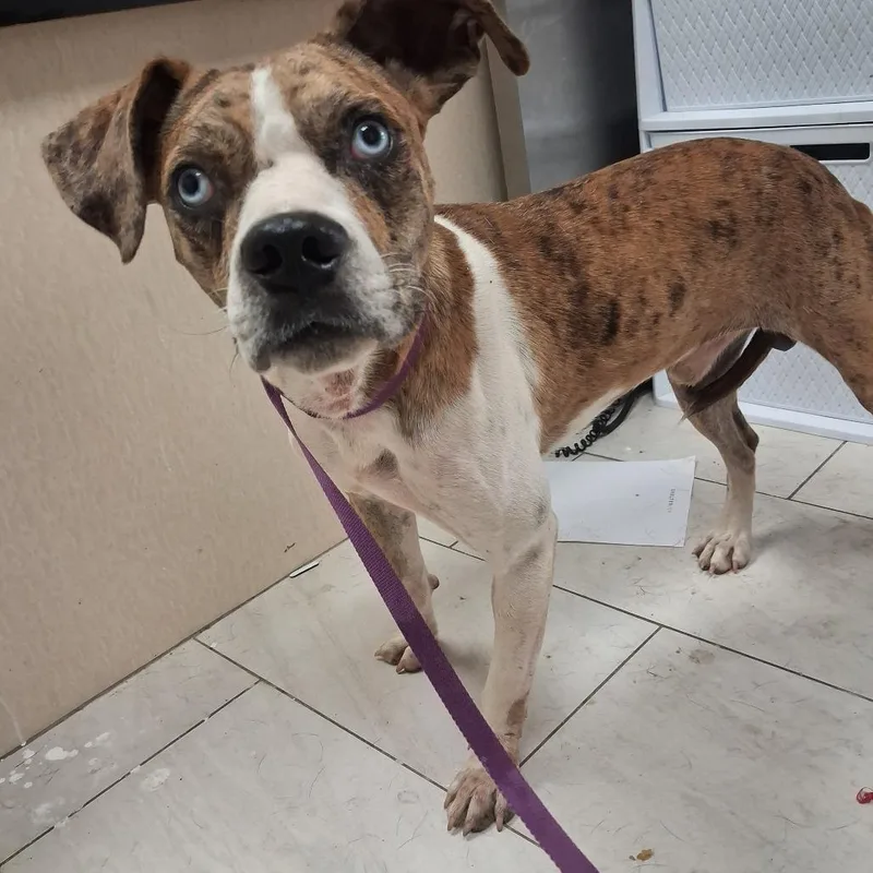 A young small-sized male Brindle Mixed Breed dog named Dakota for adoption in Lufkin, TX