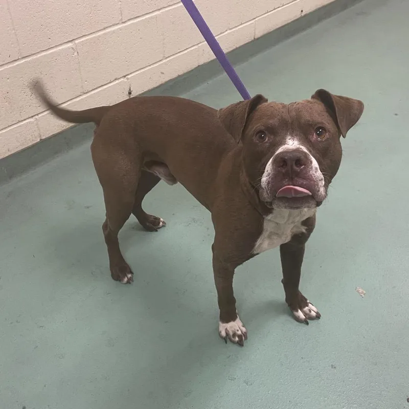 An adult medium-sized male Brown / Chocolate Mixed Breed dog named Goofy for adoption in Memphis, TN