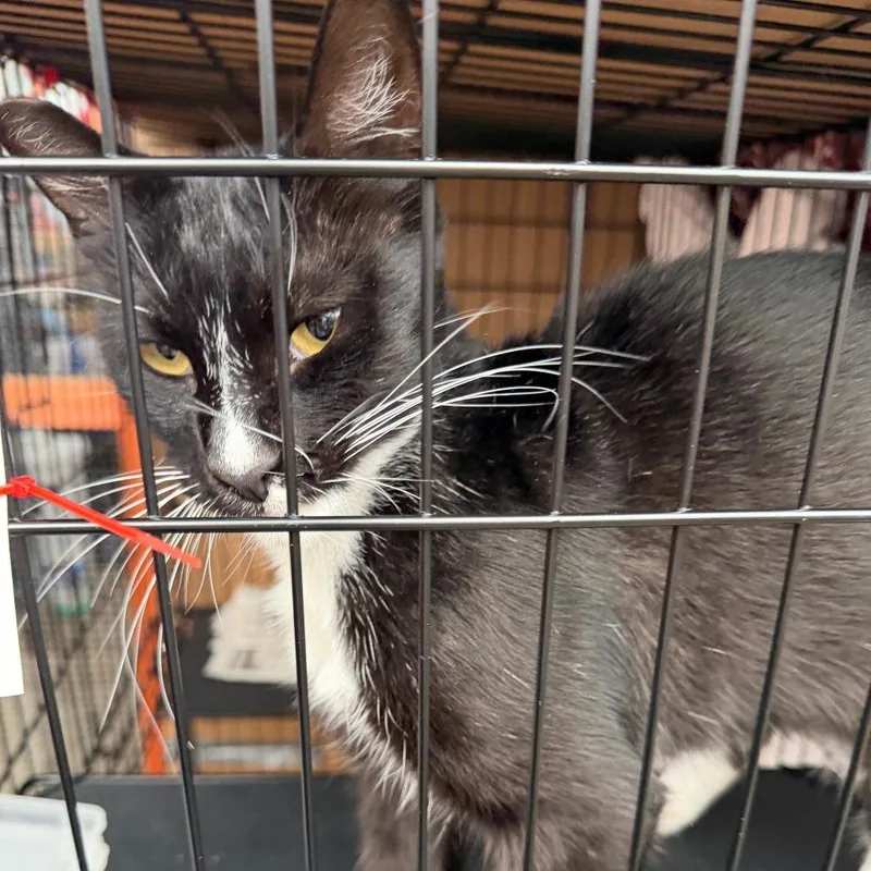 An adult small-sized female Black Domestic Short Hair cat named Frances for adoption in Pacific Palisades, CA