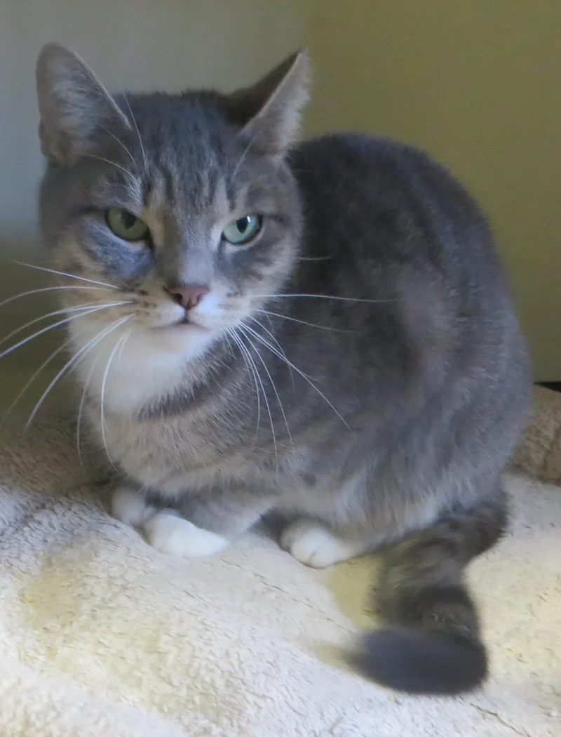 An adult medium-sized female Tiger cat named Louise for adoption in Taunton, MA