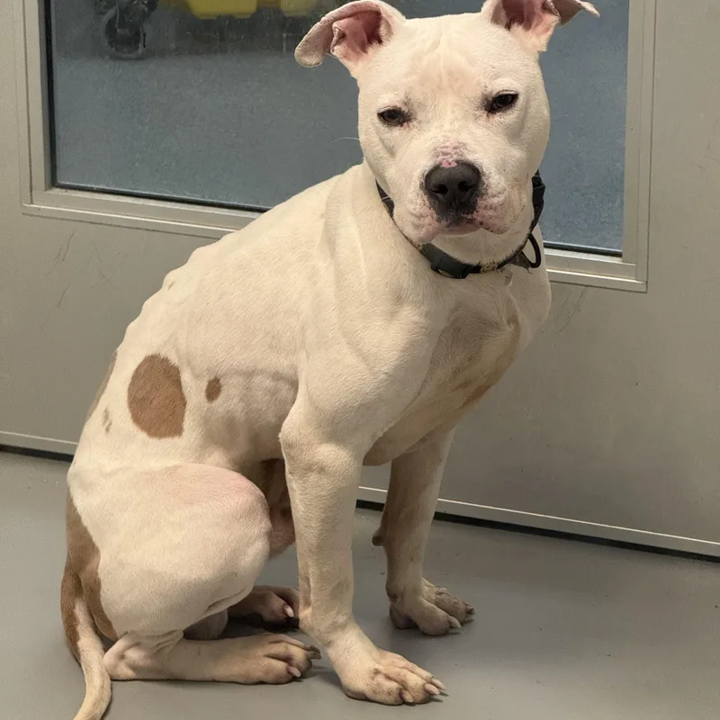 A young medium-sized male White / Cream American Staffordshire Terrier dog named Casper for adoption in Yonkers, NY
