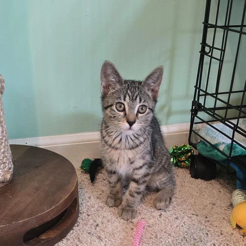 A baby small-sized female Black Domestic Short Hair cat named Zuzu for adoption in Warrensburg, MO