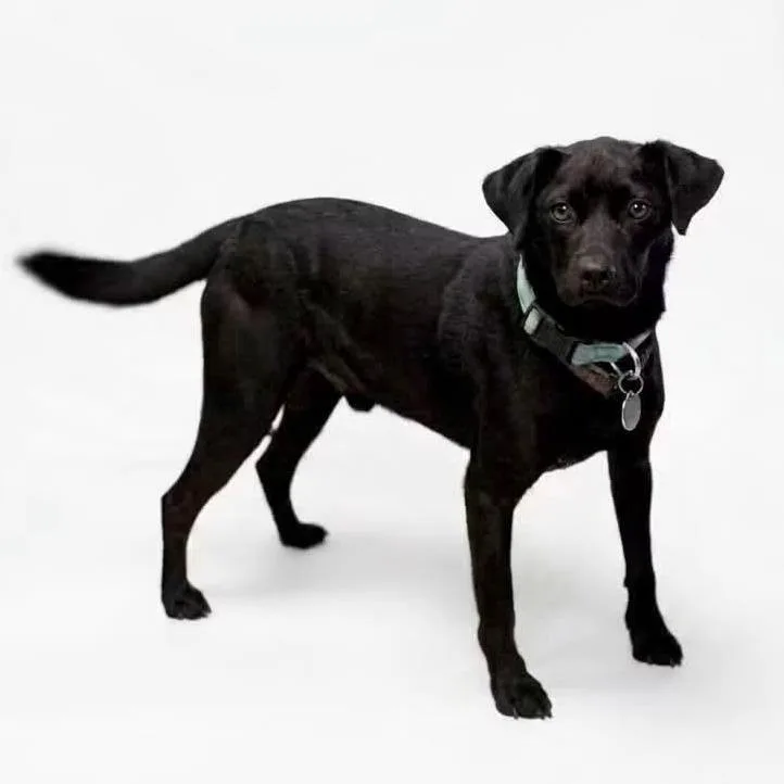 An adult medium-sized male Black Mixed Breed dog named Hobie for adoption in Boaz, AL