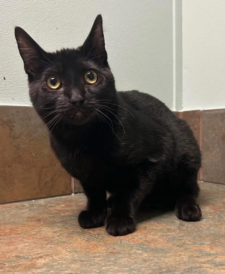 A baby medium-sized male Black Domestic Short Hair cat named Herb for adoption in Columbus, NE