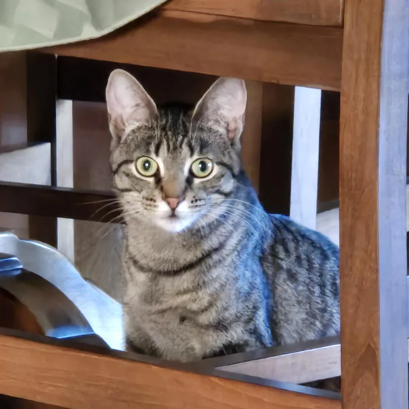 Holly Jolly thumbnail 3