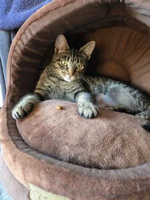 Holly Jolly thumbnail 4