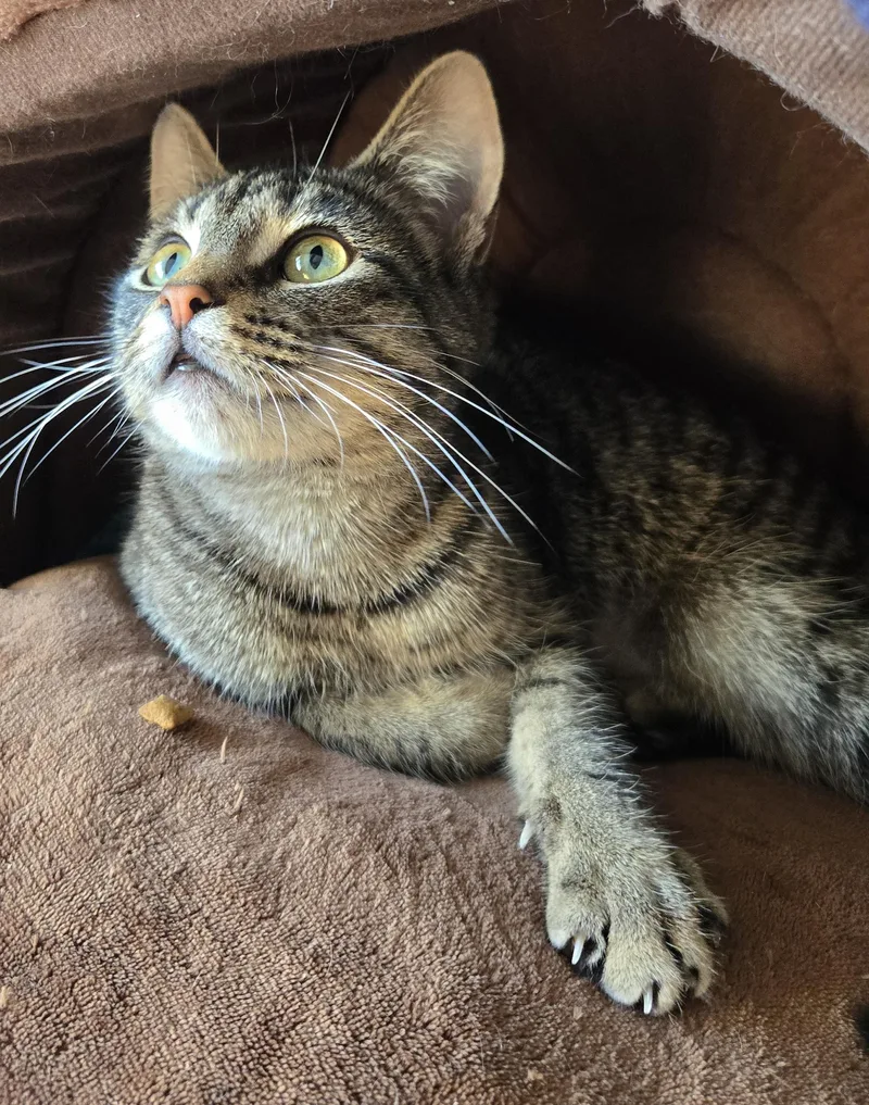 Holly Jolly thumbnail 5