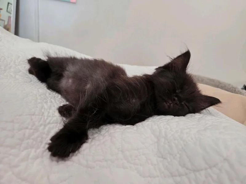 A baby medium-sized male Domestic Medium Hair cat named Shadow for adoption in Johnson City, TN