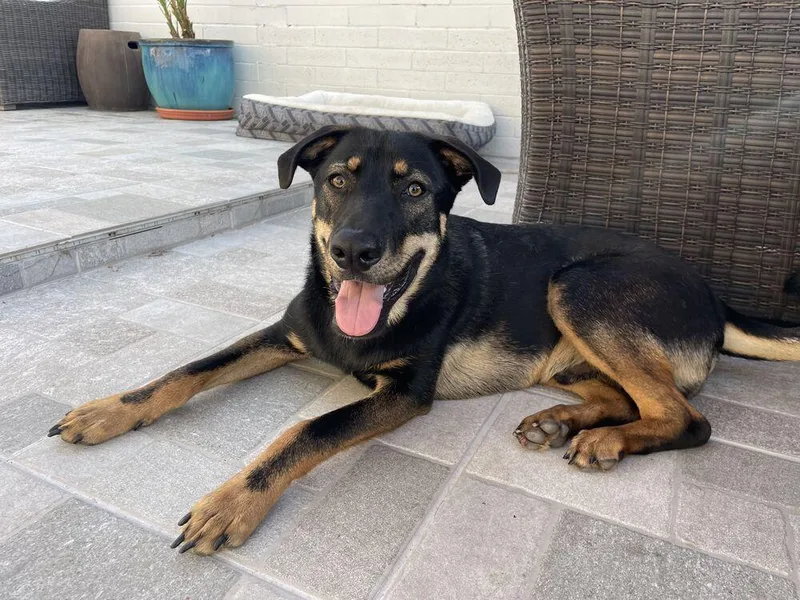 Cat In The Hat thumbnail 2