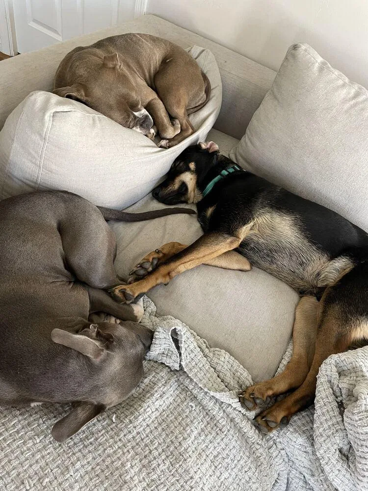 Cat In The Hat thumbnail 3