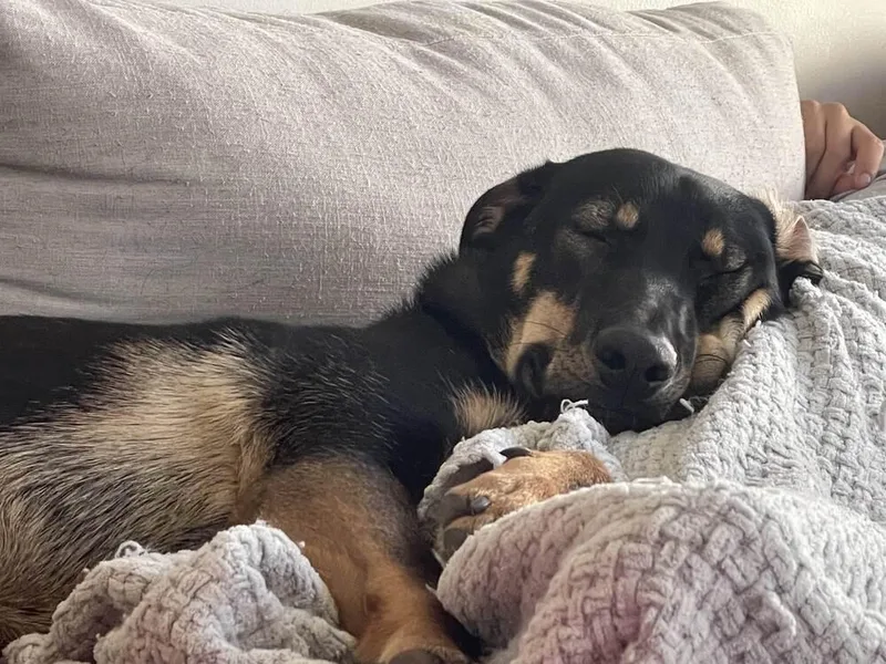 Cat In The Hat thumbnail 4